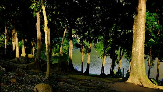 Fisherman tall trees stones