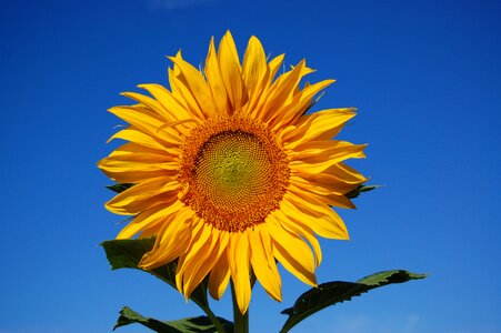 Flowers blue yellow