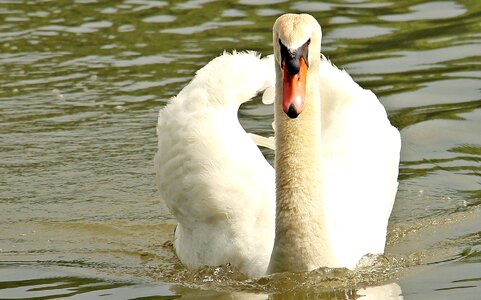 Animal bird plumage