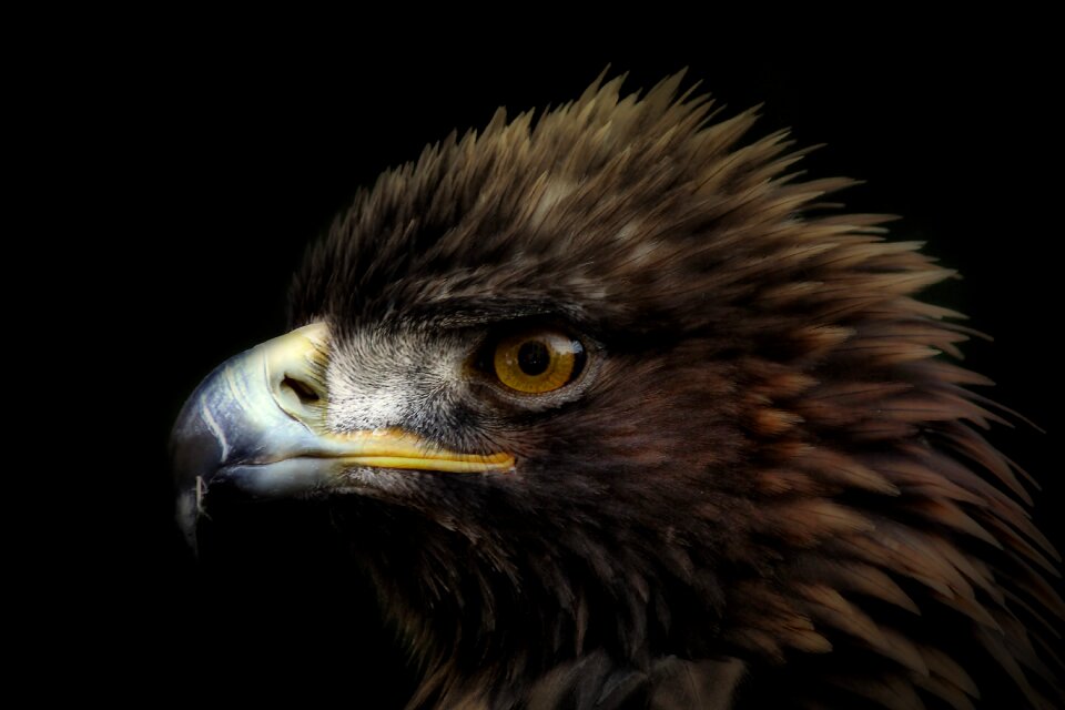 Animal animal portrait black background