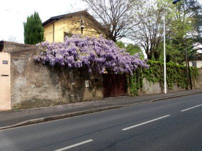 Lyon 9e - Avenue Barthélémy Buyer - Glycines au numéro 56