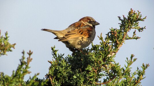 Sparrow bird fauna photo