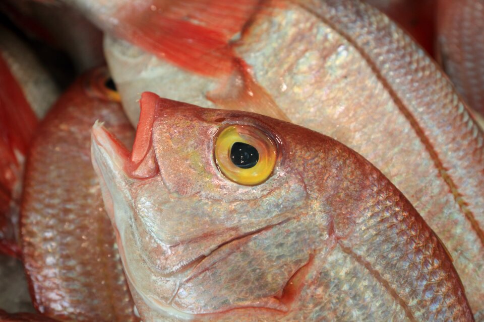 Market seafood fresh