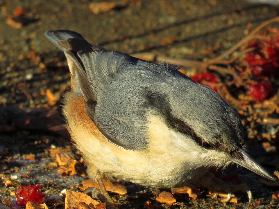 Bird nuthatch nature