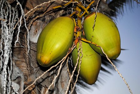 Kokusnuss fruits palm