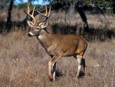 Mammal forest grass