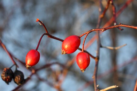 Rose hips bush crop photo