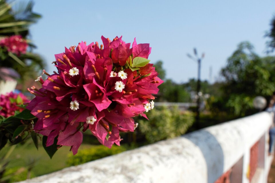 Pink flowers plant nature