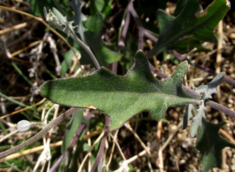 Lyrocarpa coulteri1