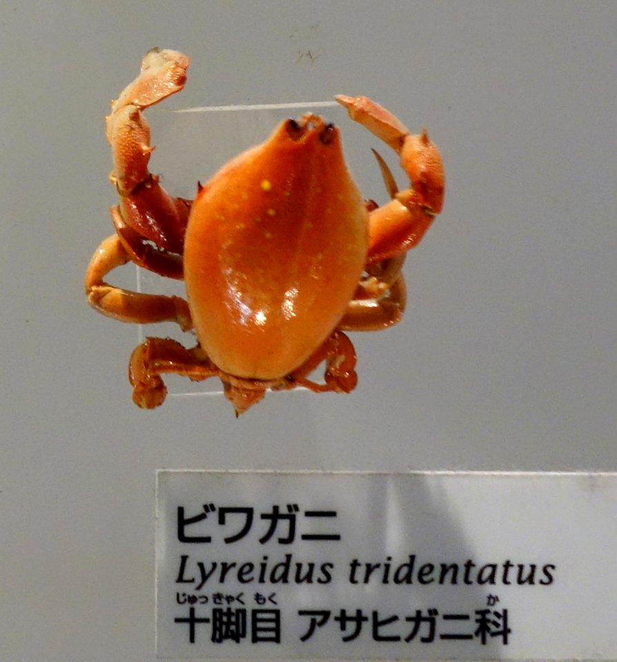 Lyreidus tridentatus - National Museum of Nature and Science, Tokyo - DSC07559-002