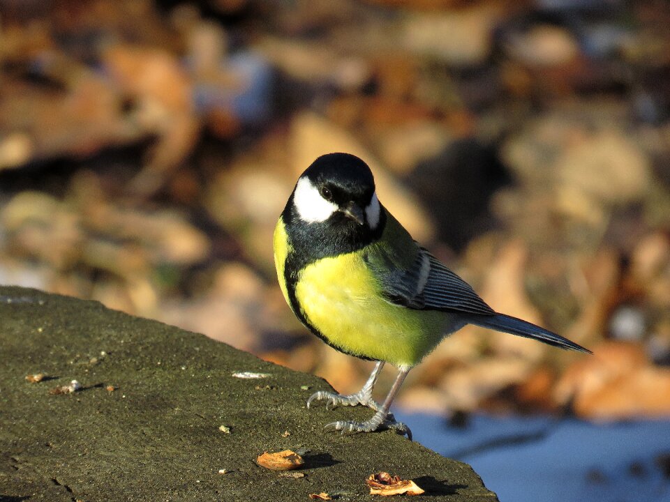 Bird big bird nature