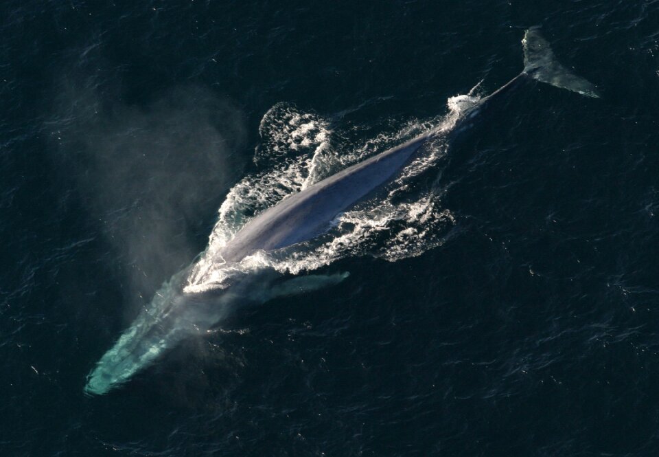 Marine animal the balaenopteridae family balaenoptera musculus