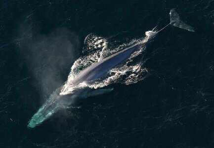 Marine animal the balaenopteridae family balaenoptera musculus