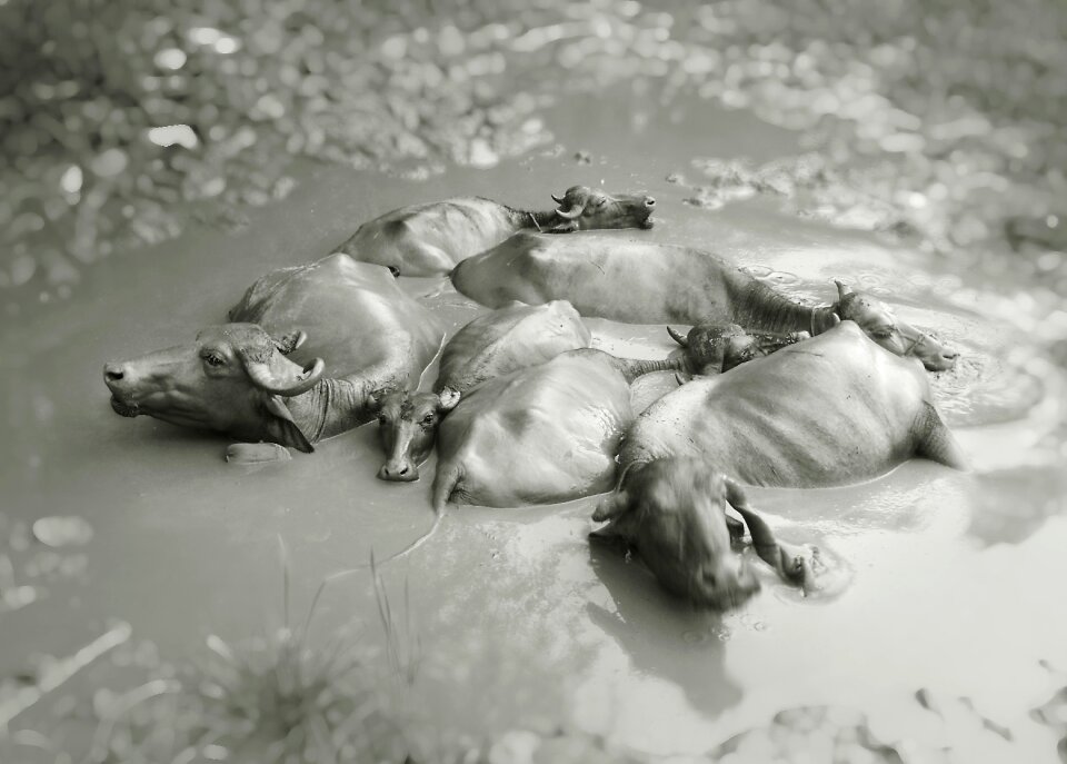 Wildlife mud buffalo