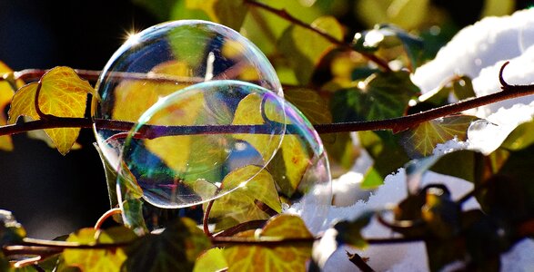 Iridescent ivy leaves