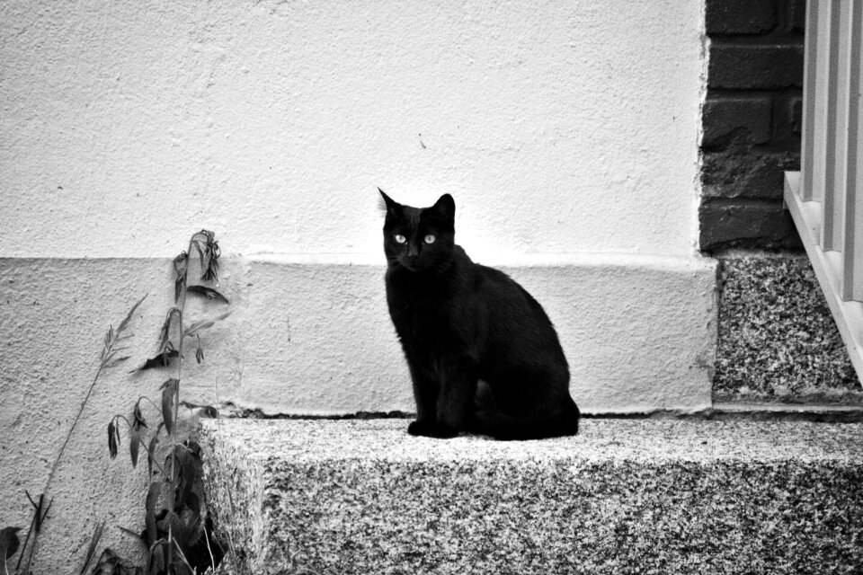 Animal domestic animal cat eyes