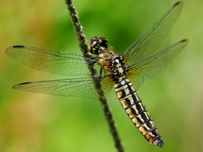 Lyriothemis pachygastra(Female,Japan,2018.06.04)