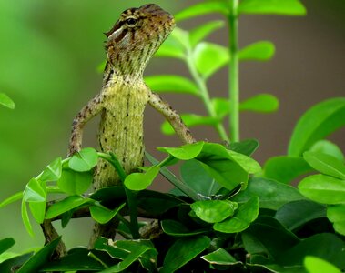 Lizard reptile reptilian