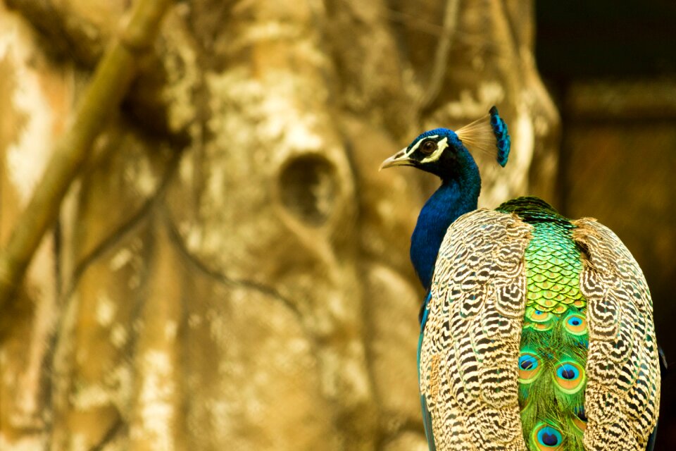 Animal wildlife nature