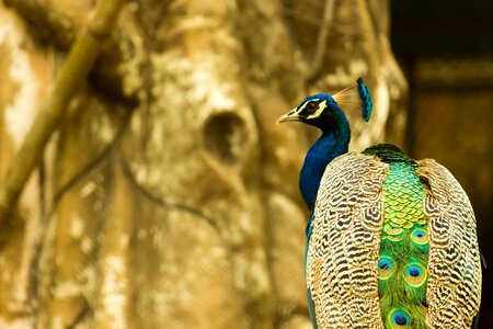 Animal wildlife nature