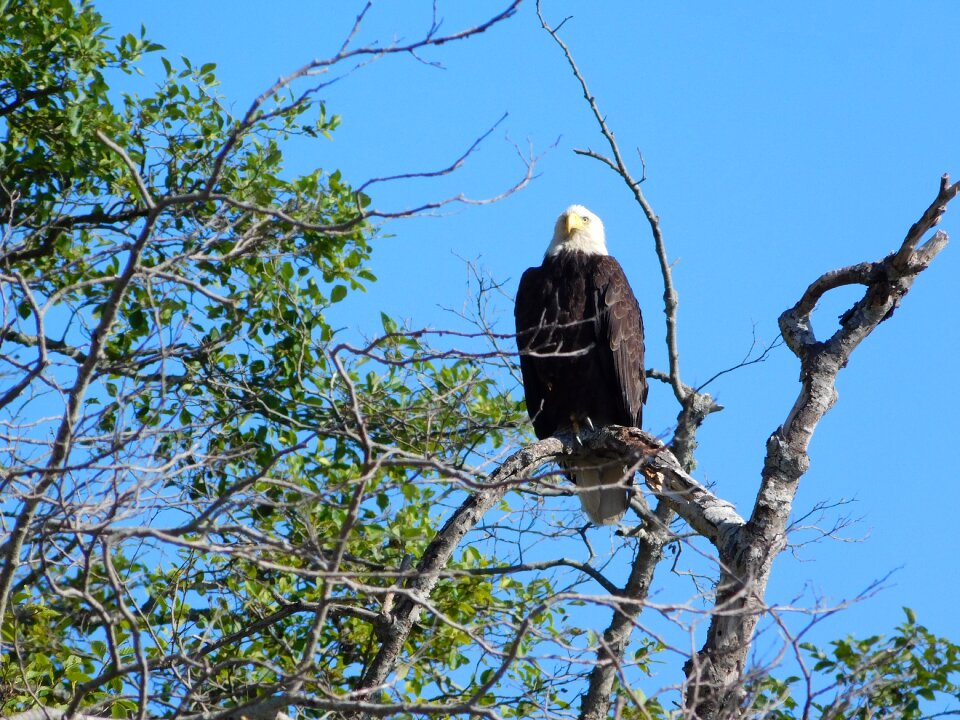 Wildlife raptor bald eagle