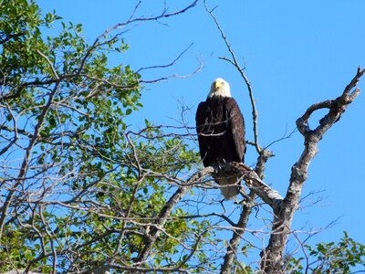 Wildlife raptor bald eagle photo
