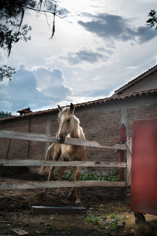 Animals free portrait