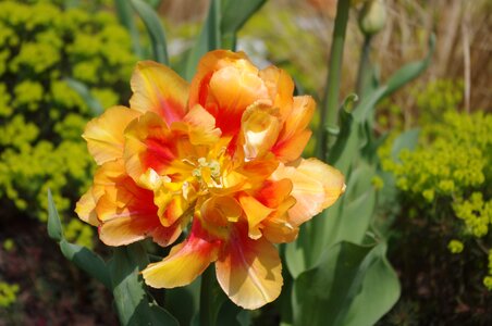 Blossom bloom tulip orange