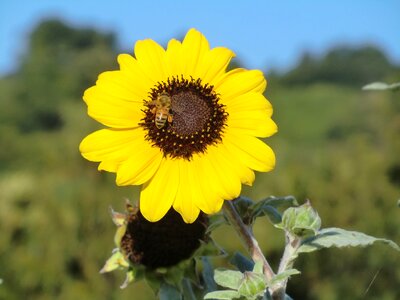 Blue sky green yellow photo