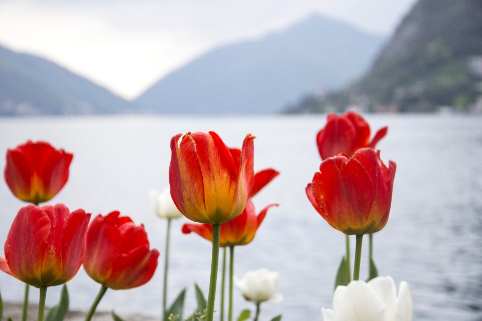 Garden lake switzerland