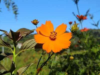 Cosmos early autumn flowers