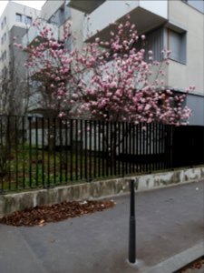 Lyon 7e - Rue Maurice Bouchor, magnolia en fleur
