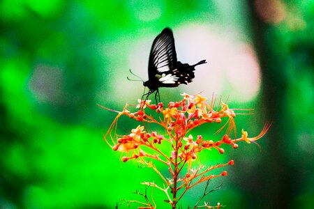 Nature summer green photo