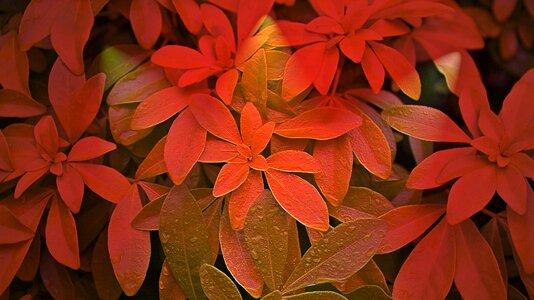 Plant foliage wet red