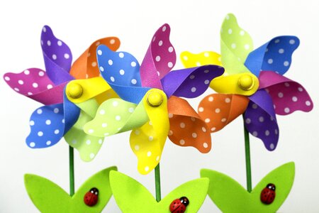 Bright colorful blooming