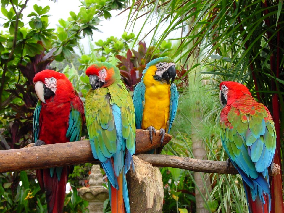 Animal color exotic