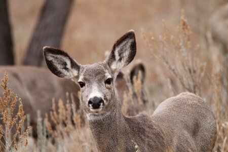 North dakota female hirsch
