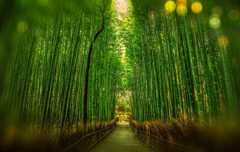 Bokeh adventure forest