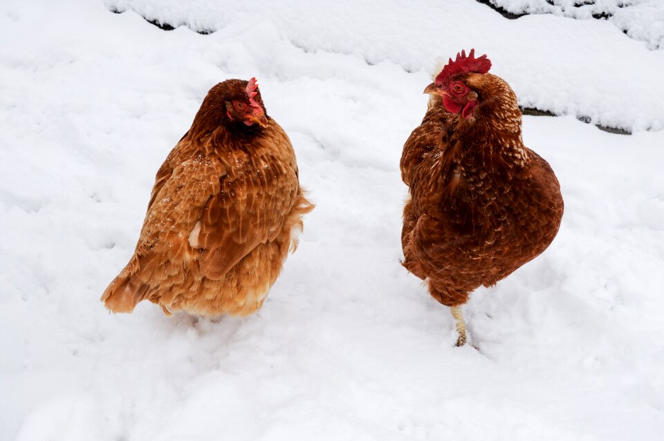Rooster rural poultry