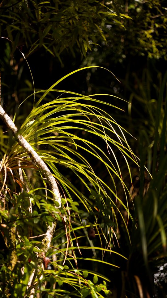 Lichtspiel grasses bluegrass