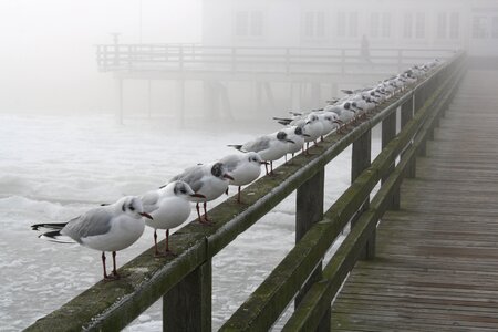 Ice cold usedom baltic sea