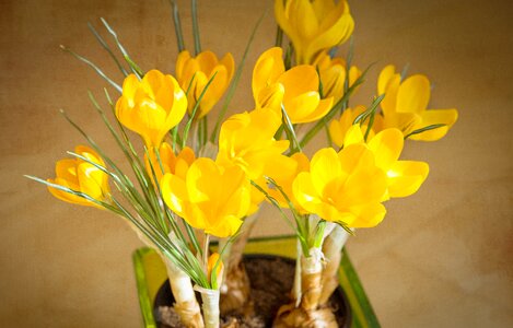 Tender yellow flower spring flower photo