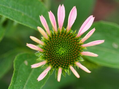 Green blossom bloom