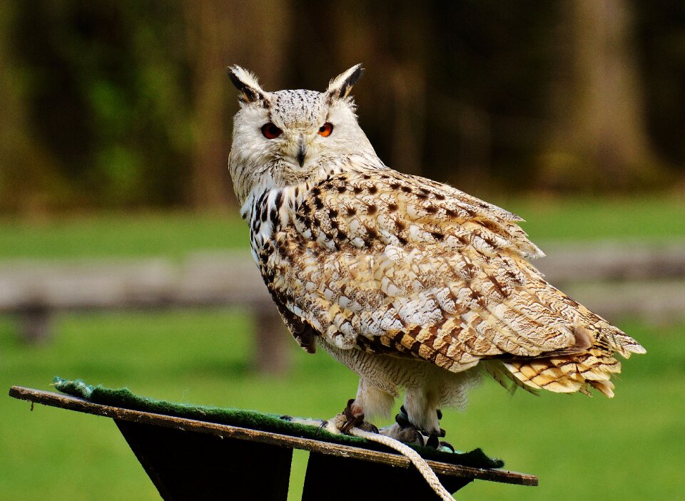 Feather eagle owl animals