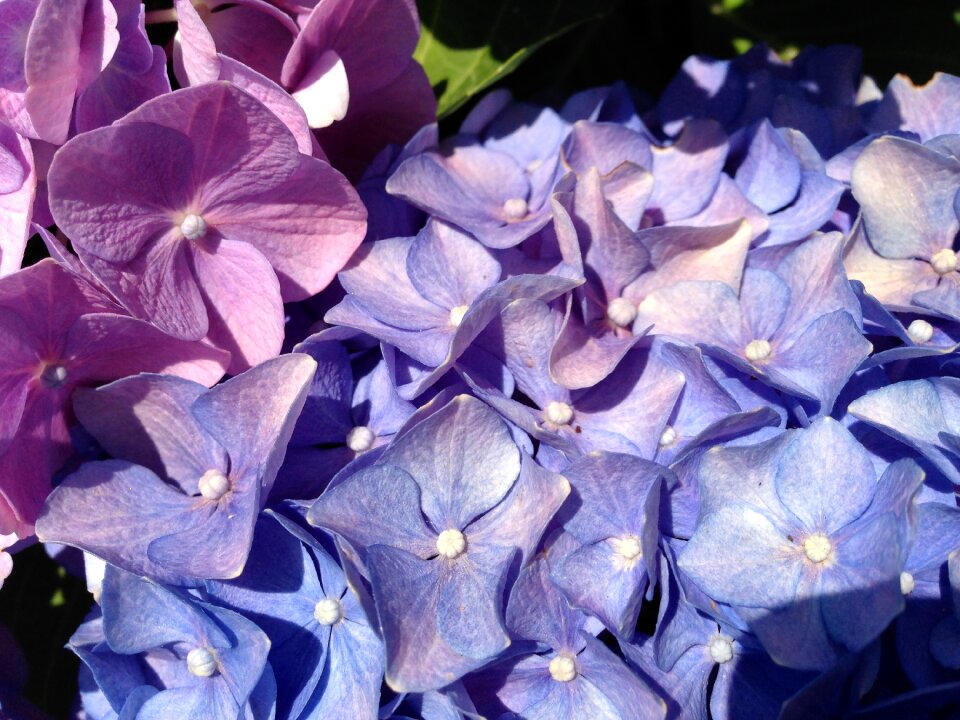 Violet plant color purple