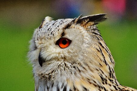Feather eagle owl animals