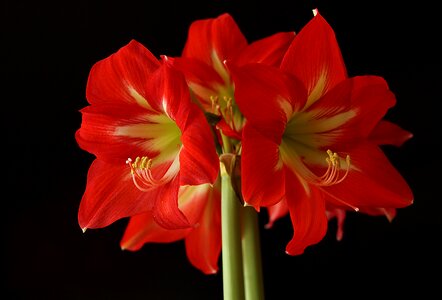 Bloom red amaryllis plant