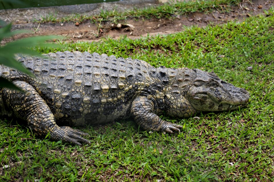 Reptile wild animal of profile