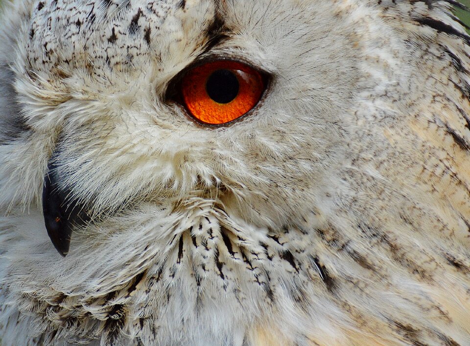 Feather eagle owl animals