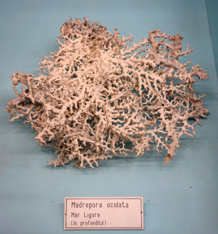 Madrepora oculata - Museo Civico di Storia Naturale Giacomo Doria - Genoa, Italy - DSC03198